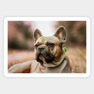 French bulldog with holi powder in the grass Sticker